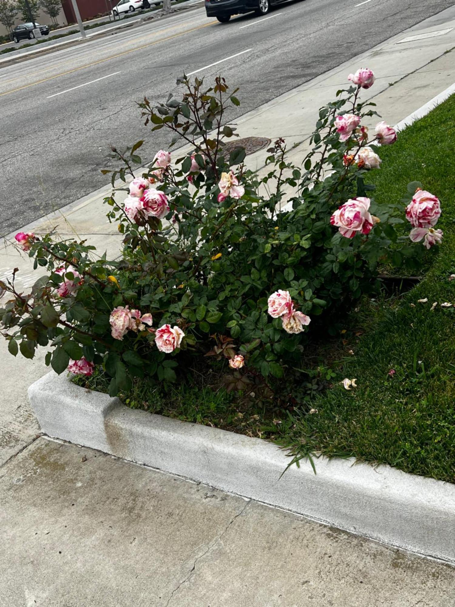 El Segundo Inn Hawthorne Eksteriør bilde